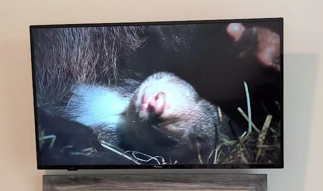TV mounted on a bedroom wall above a dresser